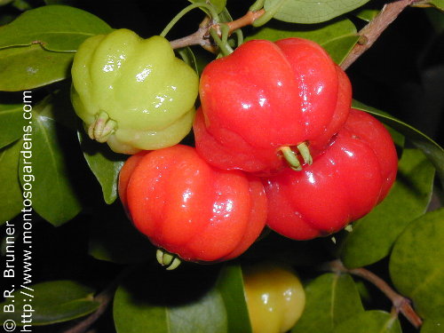 گیلاس سورینام